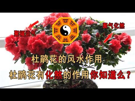 杜鵑花禁忌|杜鵑花的風水擺放講究和作用